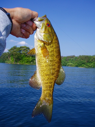 20100612hibaraフライでスモール30cm