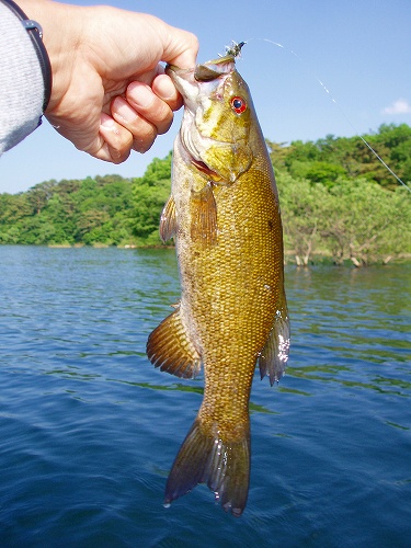 20100612hibaraフライでスモール29cm