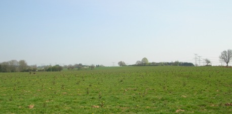 champs de sapins1.JPG