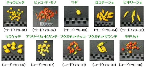 アマゾン アヒー アマゾンマンの日記 楽天ブログ