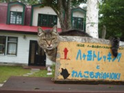 ねこ