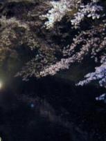 高崎城のお堀と夜桜