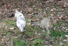 野良猫の姉妹かな？