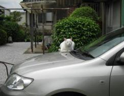 チロちゃん、車上でくつろぐ