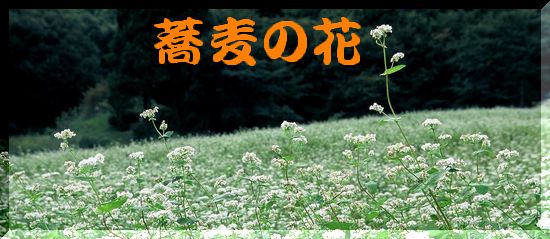 新着記事一覧 歴史や由来を調べて暇つぶし Makiplanning 楽天ブログ