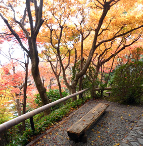 華厳寺のお庭を散策。。。