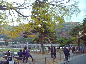 嵐山通過～渡月橋の向こう、山々が色付いていますね～