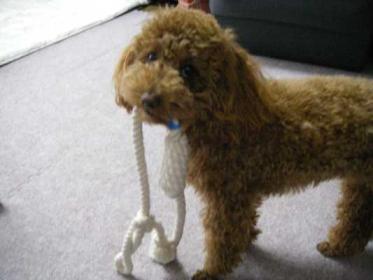 ついつい引っ張り縄にをかんじゃうのよね～。