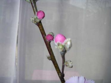 桃の花（まだまだつぼみ）