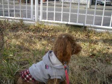 道路を走る車を見つめる1