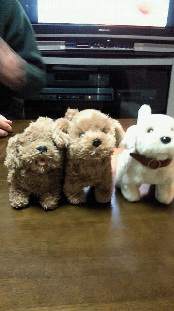 新しい仲間が増えました