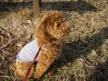 バカボンのパパなのだ3