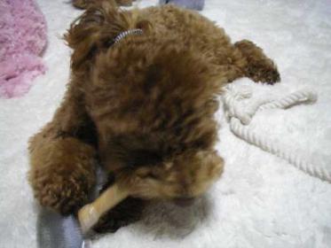 ポニーテール？