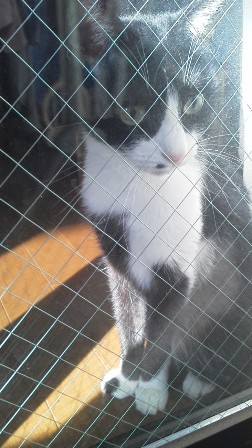 じっと待つジジちゃん＝＾・＾＝