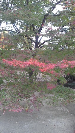 緑と紅のコントラスト☆