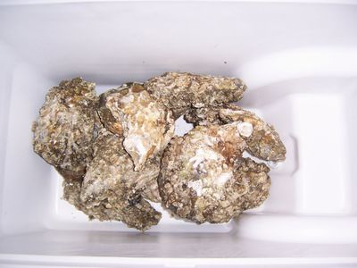 oyster1.jpg