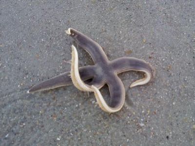 ヒトデ４.jpg