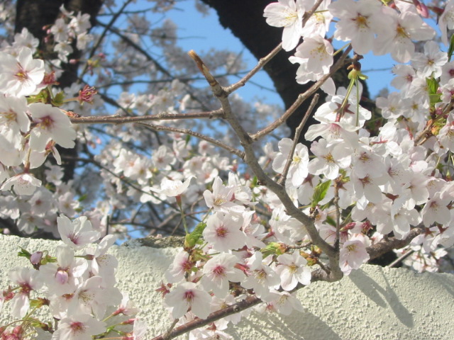 桜