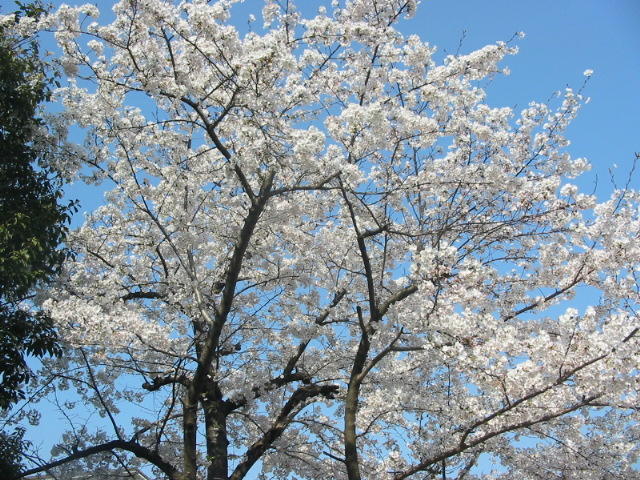 桜