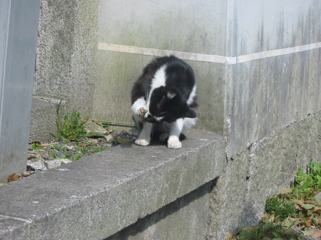 猫とまったり