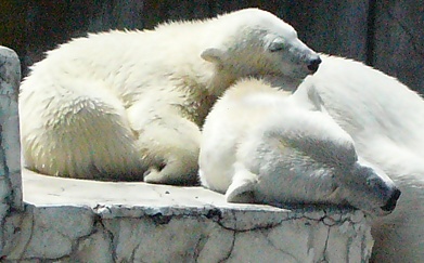 ほっきょくぐま