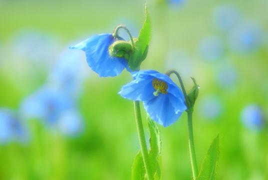 幻の青いケシ「ブルーポピー」