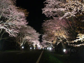 桜データ 053.jpg
