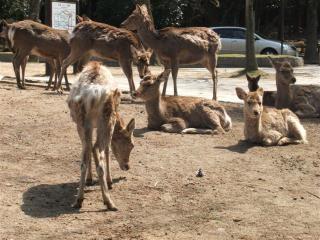 電子メールで送信: 奈良 078