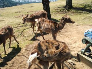 電子メールで送信: 奈良 050