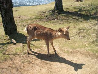 電子メールで送信: 奈良 062