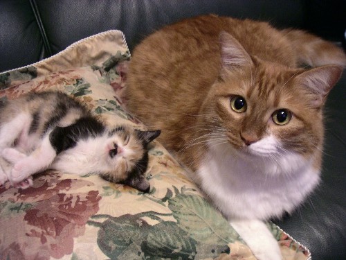 きー坊の子猫時代。