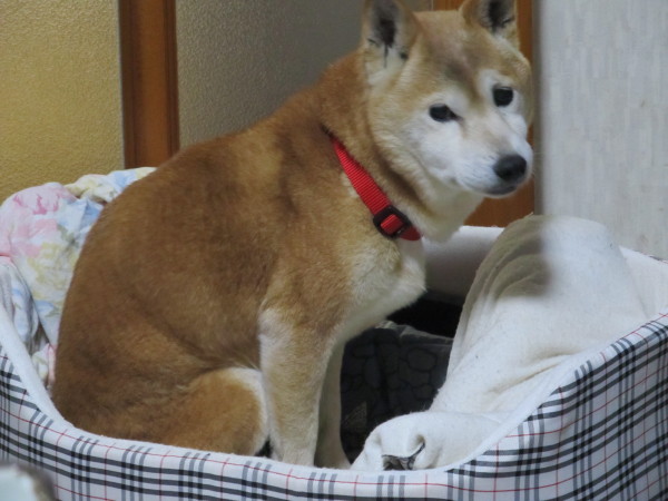 111231_3-02_実家柴犬2.jpg