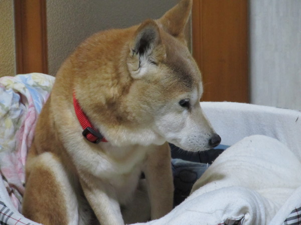 111231_3-03_実家柴犬3.jpg