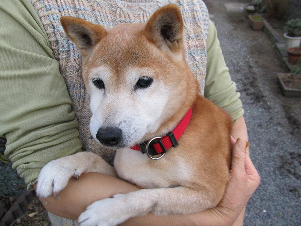 120101_1-03_実家柴犬.jpg