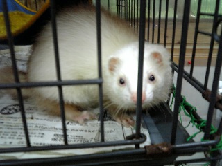 ferret