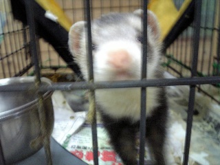 ferret