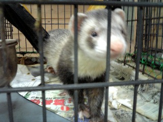 ferret