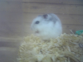 hamster