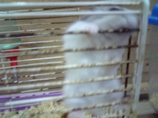 hamster