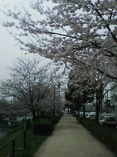 桜２