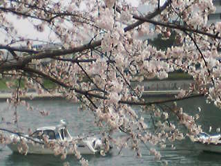 桜３