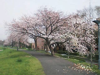 桜５