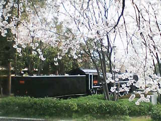 桜６