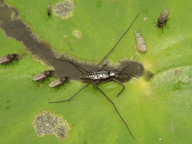 5ページ目の 半翅目 ハンマーの虫のページ 楽天ブログ