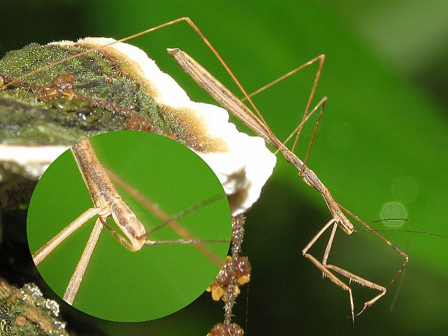アシナガサシガメ類、2006年6月18日撮影 | ハンマーの虫のページ