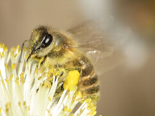 ニホンミツバチ 08年3月22日撮影 ハンマーの虫のページ 楽天ブログ