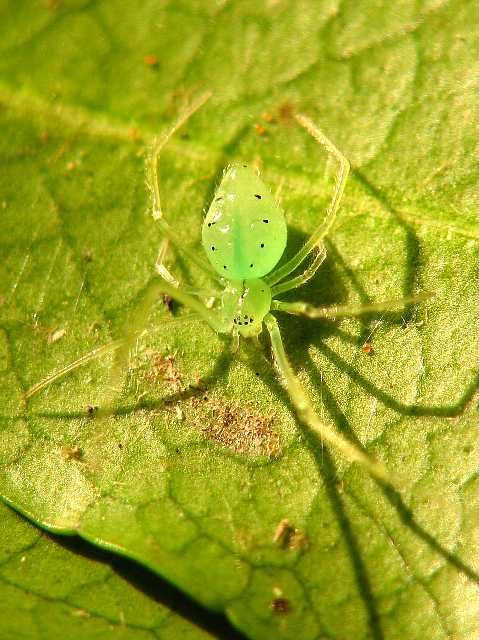 ホシミドリヒメグモ 07年3月21日撮影 ハンマーの虫のページ 楽天ブログ