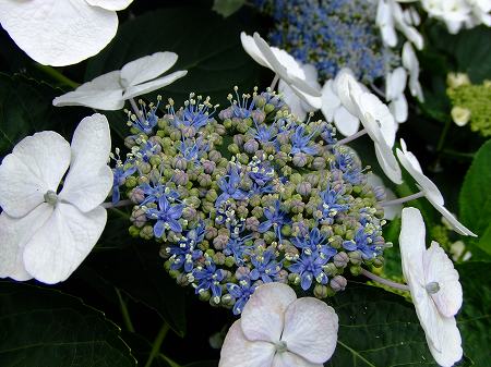 額紫陽花