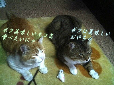 猫の日３