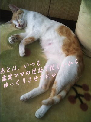 猫の日５